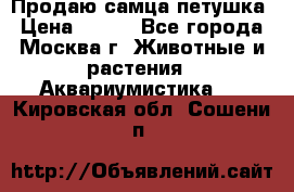 Продаю самца петушка › Цена ­ 700 - Все города, Москва г. Животные и растения » Аквариумистика   . Кировская обл.,Сошени п.
